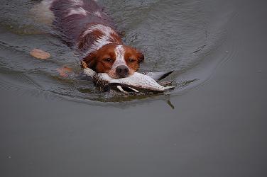 ȥ꡼֤ھ