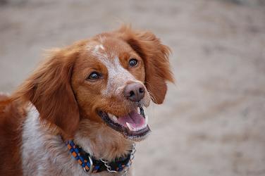 ぶるとんジル 親戚犬